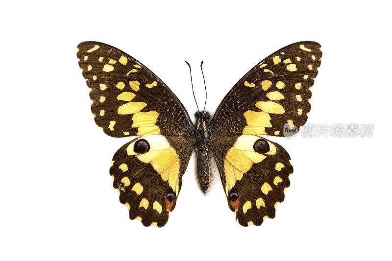 莱姆蝴蝶(Papilio demoles)